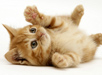 My Cat 1