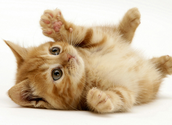 My Cat 1