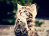 My Cat 2