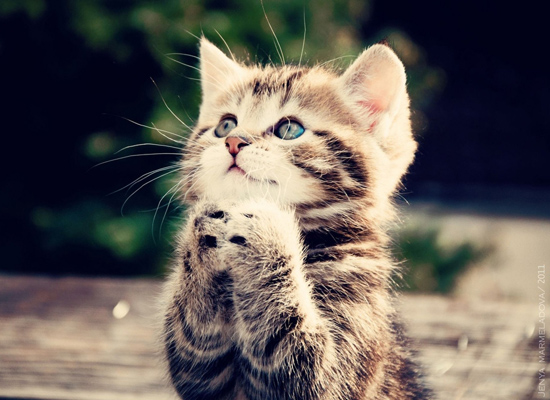 My Cat 2