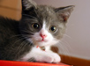 My Cat 4