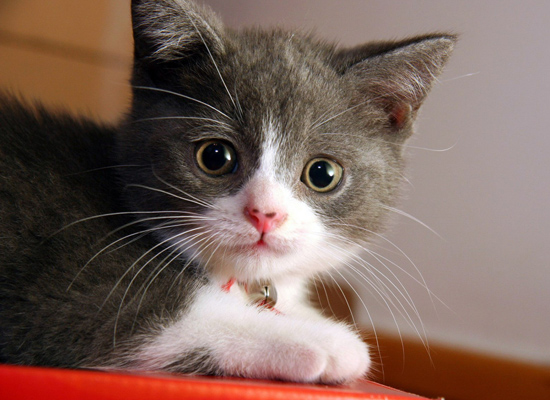 My Cat 4