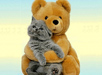 My Cat 5